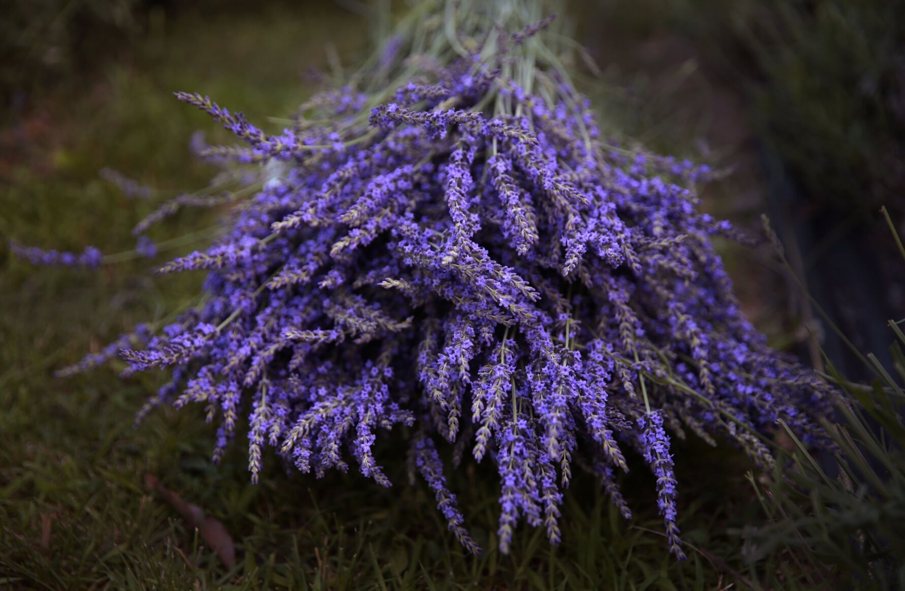 Scent of lavender harvest breathes life into College Hill